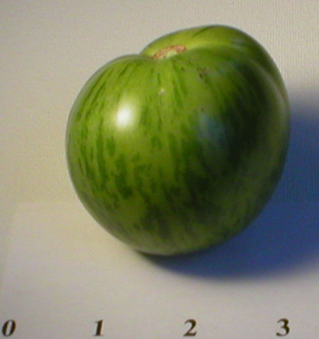 Green Zebra Tomato