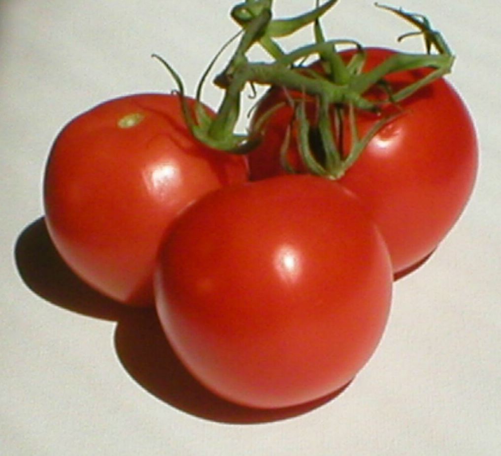 Green Tomato